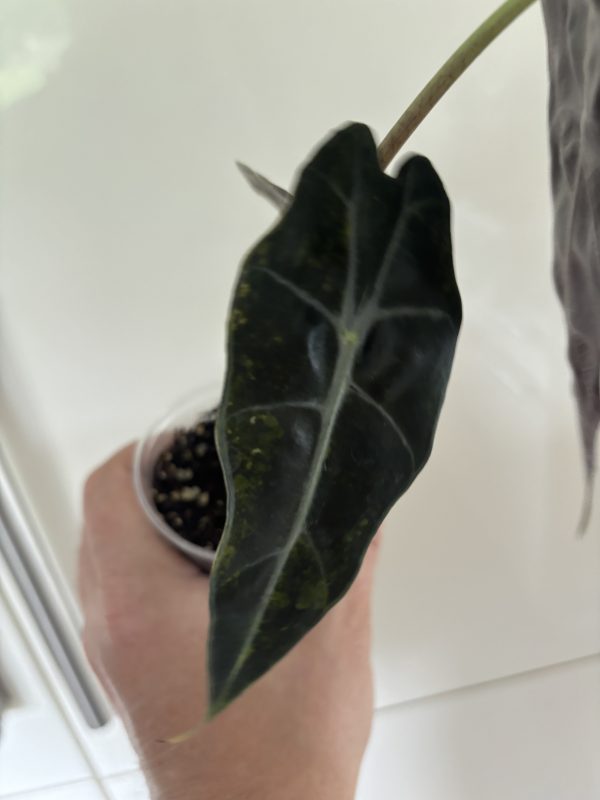 Alocasia Sanderiana Bull Aurea (5)