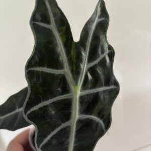 Alocasia Sanderiana Bull Aurea (6)