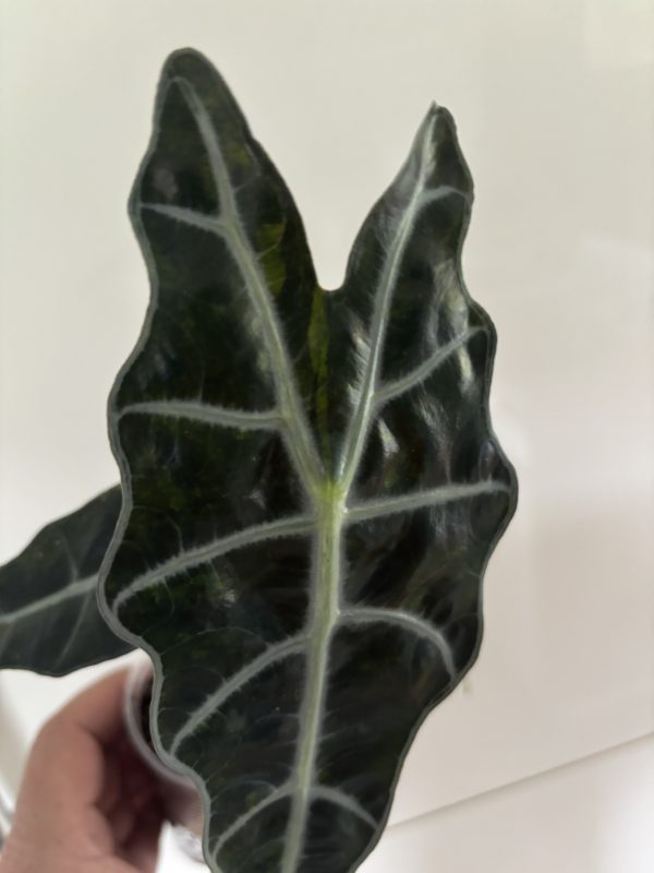 Alocasia Sanderiana Bull Aurea (6)