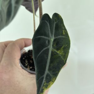 Alocasia Sanderiana Bull Aurea (8)