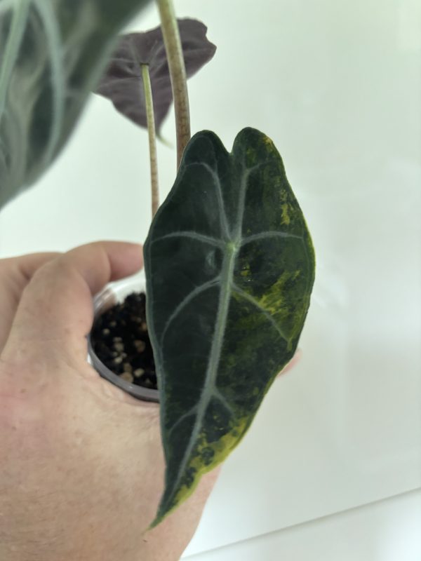 Alocasia Sanderiana Bull Aurea (8)