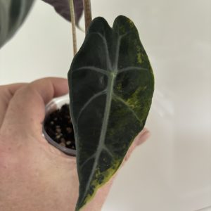 Alocasia Sanderiana Bull Aurea (9)