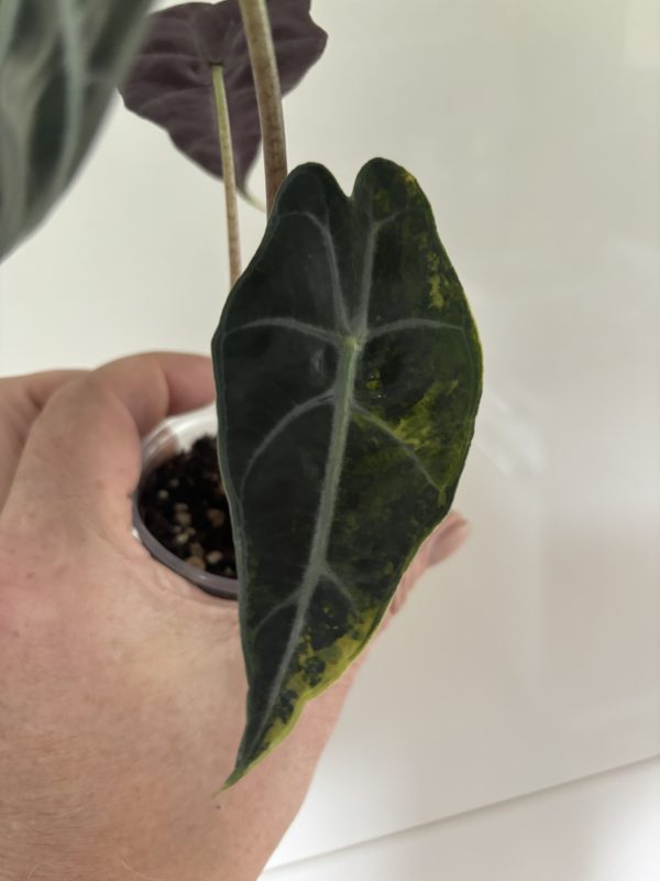 Alocasia Sanderiana Bull Aurea (9)