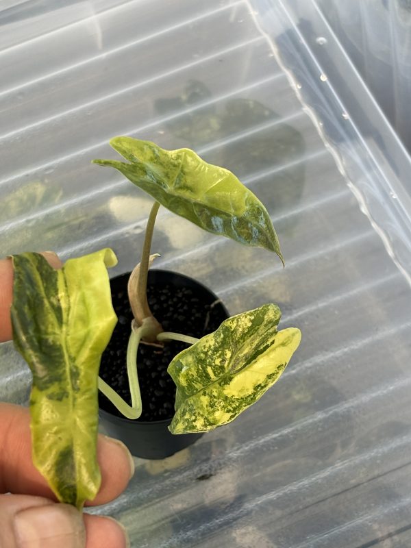 Alocasia Sanderiana Variegata (1)