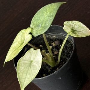 Alocasia Scalprum Mint (1)