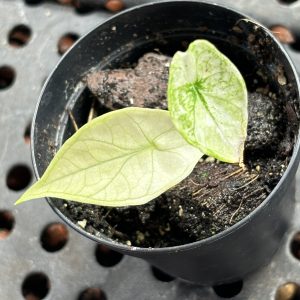 Alocasia Scalprum Mint (1)