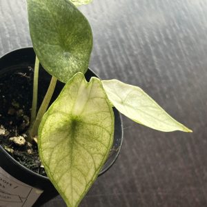 Alocasia Scalprum Mint (7)