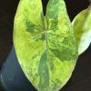 Alocasia Yucatan Princess Variegated (3)