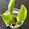 Anthurium Vittarifolium variegata (1)