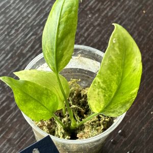 Anthurium Vittarifolium variegata (1)