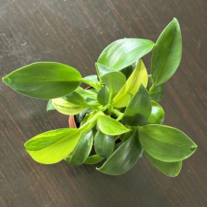 Philodendron Green Princess variegata (1)