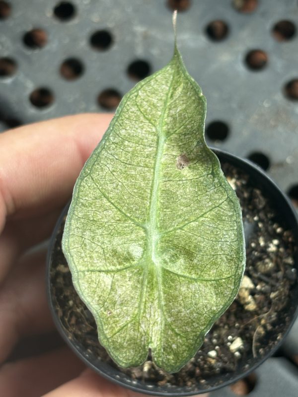 Alocasia Amazonica (1)