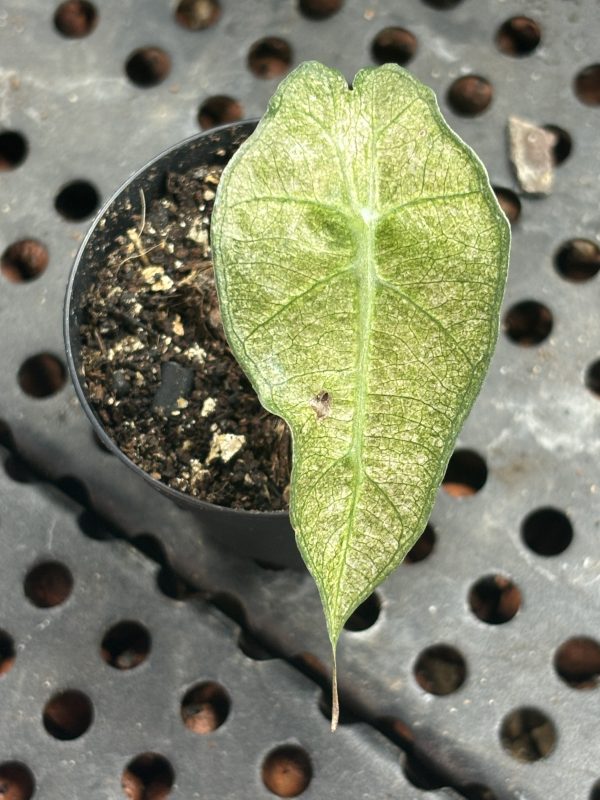 Alocasia Amazonica (2)