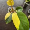 Philodendron jungel Fever Variegata (1)