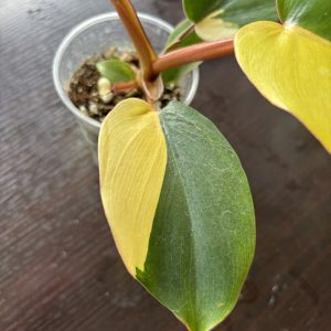 Philodendron jungel Fever Variegata (3)