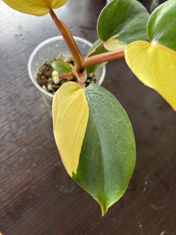 Philodendron jungel Fever Variegata (3)
