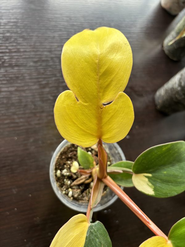 Philodendron jungel Fever Variegata (4)