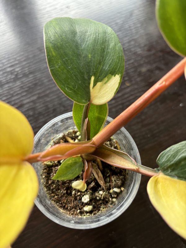 Philodendron jungel Fever Variegata (5)
