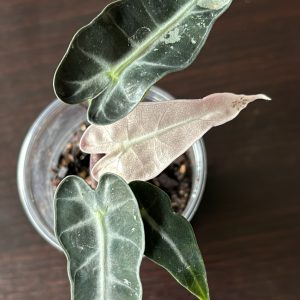 Alocasia Bambino Pink# (2)