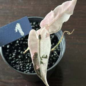 Alocasia Bambino Pink Variegata (1)