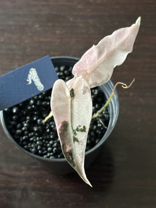 Alocasia Bambino Pink Variegata (1)