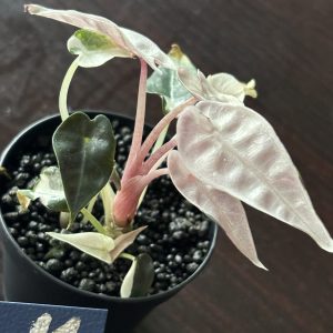 Alocasia Bambino Pink Variegata (11)