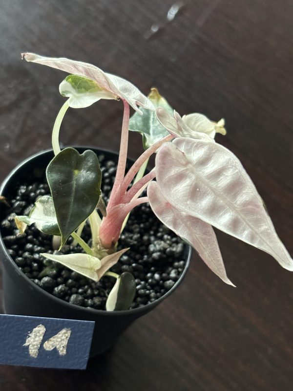 Alocasia Bambino Pink Variegata (11)