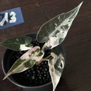 Alocasia Bambino Pink Variegata (13)