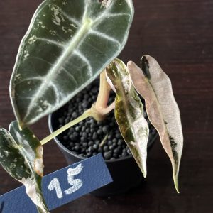 Alocasia Bambino Pink Variegata (15)