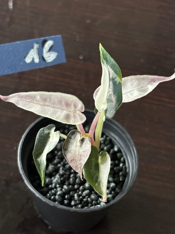 Alocasia Bambino Pink Variegata (16)