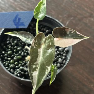 Alocasia Bambino Pink Variegata (4)