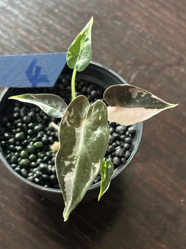 Alocasia Bambino Pink Variegata (4)