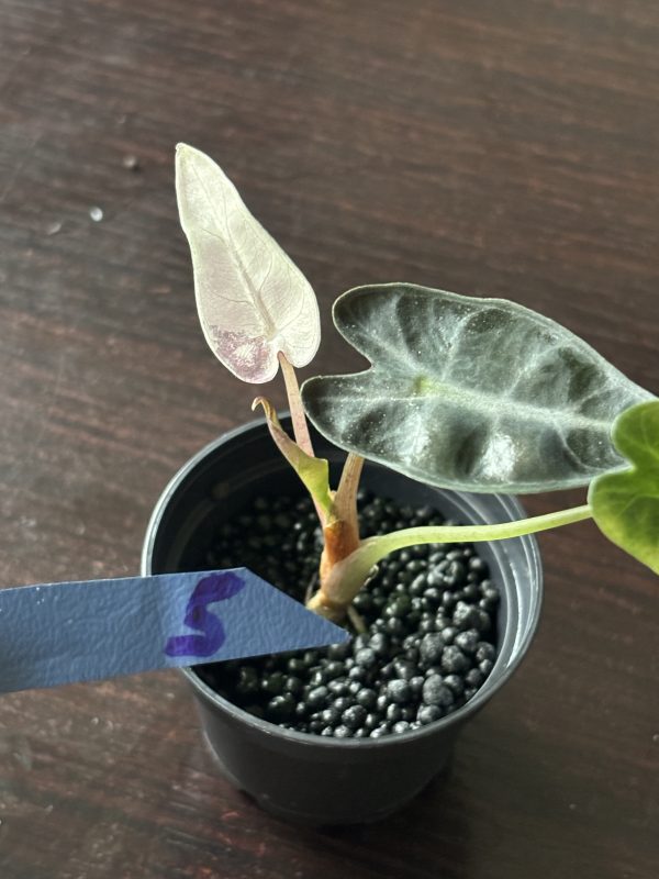 Alocasia Bambino Pink Variegata (5)