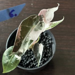 Alocasia Bambino Pink Variegata (6)