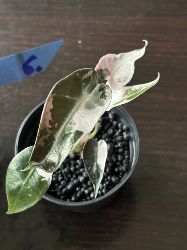 Alocasia Bambino Pink Variegata (6)