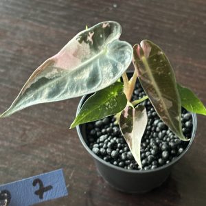 Alocasia Bambino Pink Variegata (7)