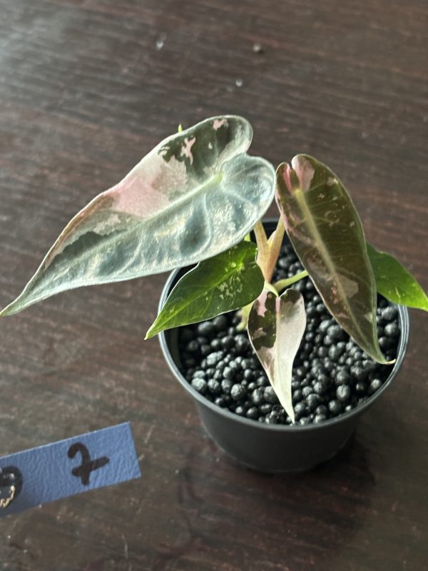 Alocasia Bambino Pink Variegata (7)