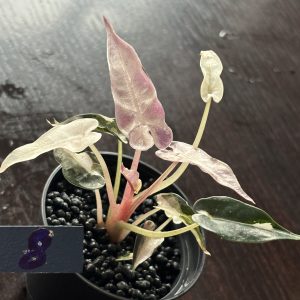 Alocasia Bambino Pink Variegata (8)