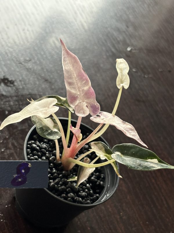 Alocasia Bambino Pink Variegata (8)