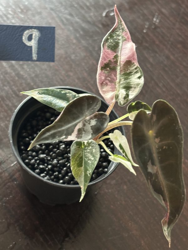 Alocasia Bambino Pink Variegata (9)