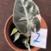 Alocasia Bambino pink (2)
