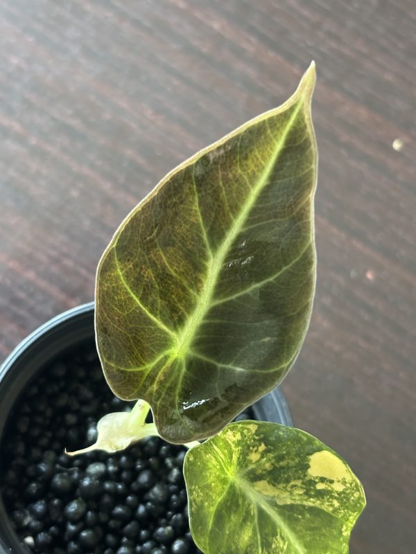 Alocasia Black Velvet Gold (3)