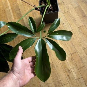 Philodendron Goeldii Variegata (2)