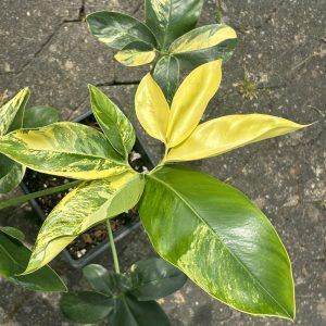 Philodendron Goeldii Variegated (1)