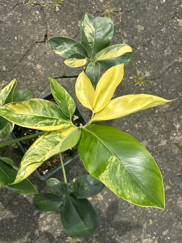 Philodendron Goeldii Variegated (1)