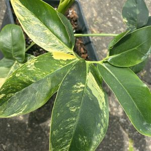 Philodendron Goeldii Variegated (11)