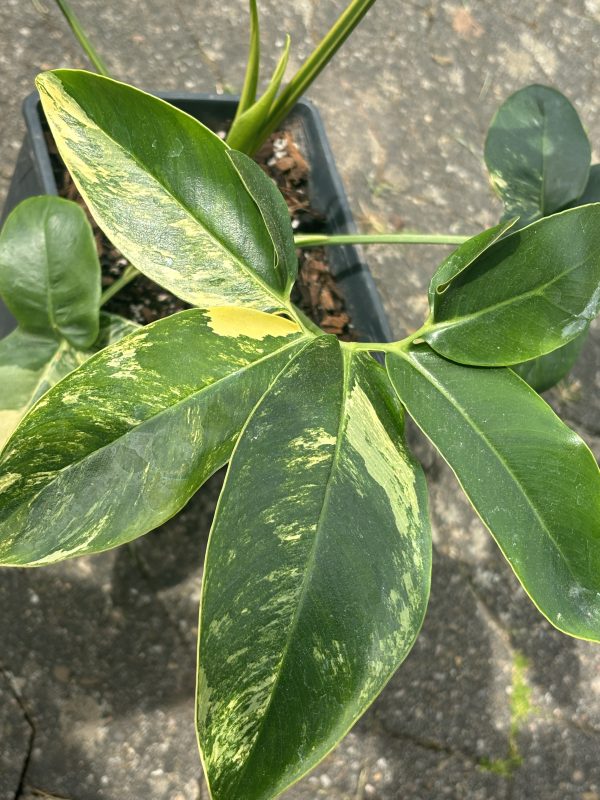 Philodendron Goeldii Variegated (11)