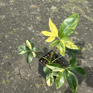 Philodendron Goeldii Variegated (2)