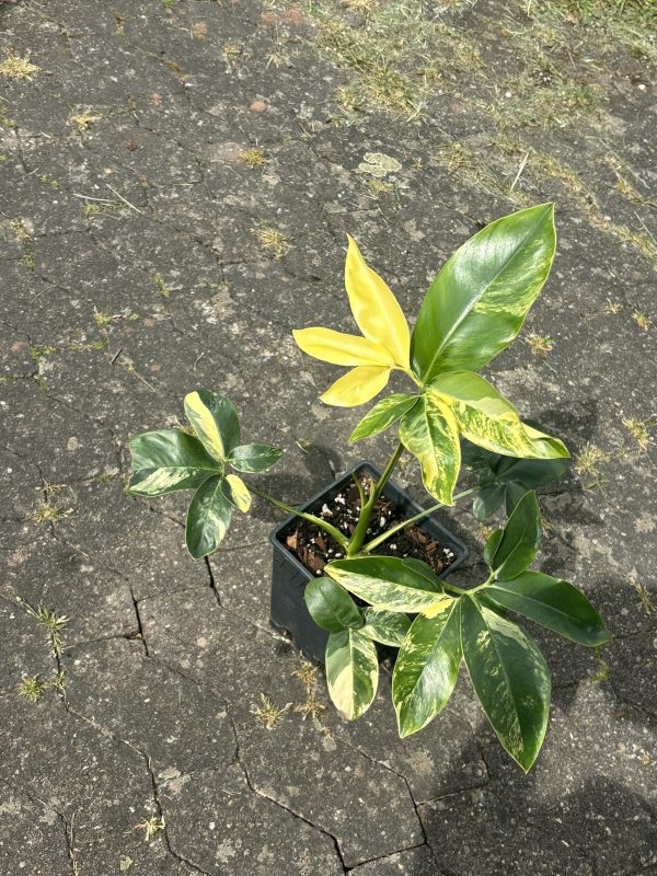 Philodendron Goeldii Variegated (2)