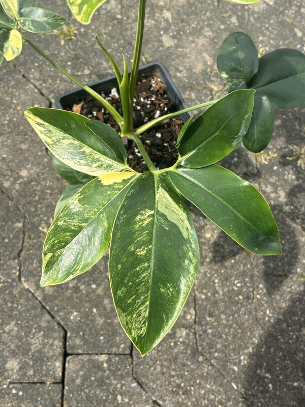 Philodendron Goeldii Variegated (3)